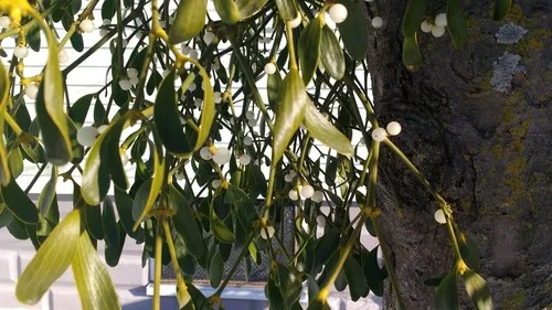 European mistletoe