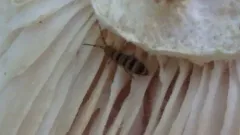 Orchesella hexfasciata thumbnail 2