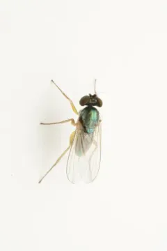 Medetera aberrans thumbnail 3