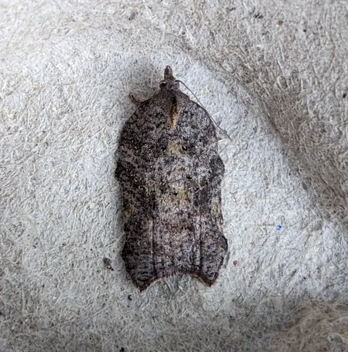 Hook-winged Tortrix Moth