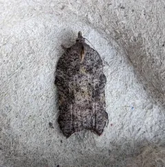 Hook-winged Tortrix Moth thumbnail 1