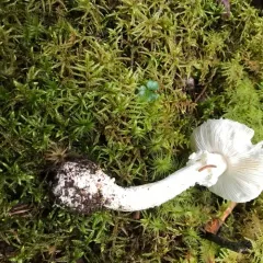 American Abrupt-bulbed Lepidella thumbnail 3