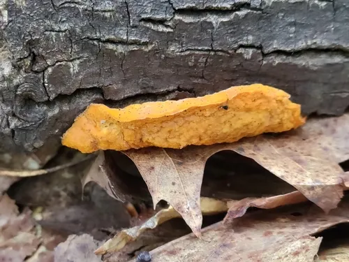 Protocrea pallida