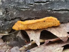 Protocrea pallida thumbnail 1
