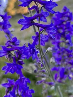 Subalpine Larkspur thumbnail 1