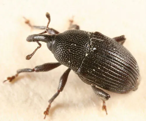 Baris umbilicata