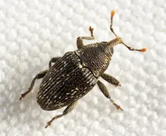 Catapastus conspersus thumbnail 2