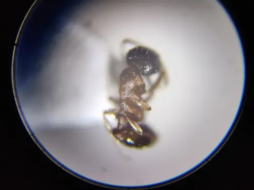 Western Acorn Ant