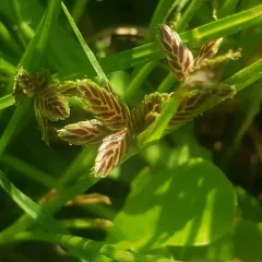 Shining Flatsedge thumbnail 4