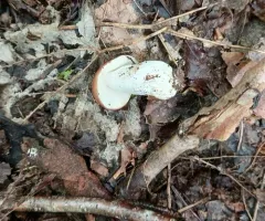 Darkening Brittlegill thumbnail 3