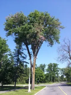 Dutch elm disease thumbnail 4