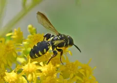 Myzinum obscurum thumbnail 4