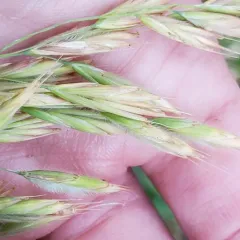 Fringed Brome thumbnail 3