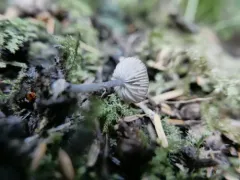Entoloma callipygmaeum thumbnail 1