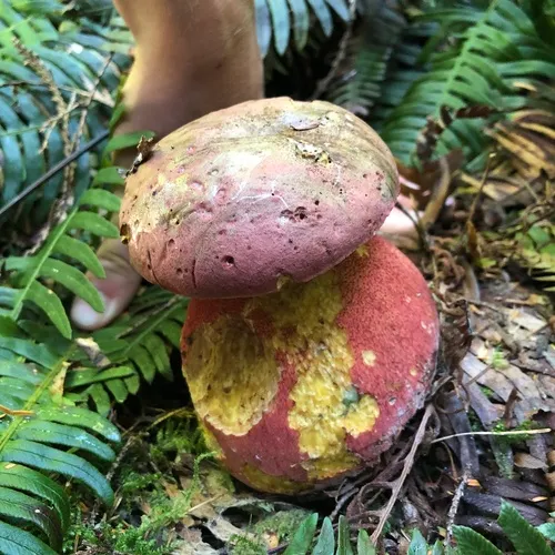 Red-pored Bolete
