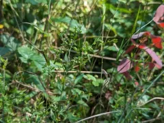 Ridged Yellow Flax thumbnail 4