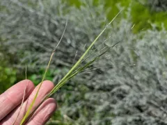 Wiry Witch Grass thumbnail 4