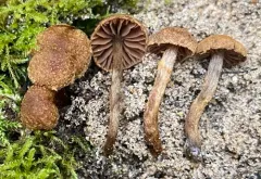 Cortinarius helodes thumbnail 3
