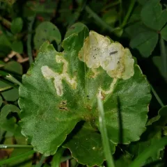 Liriomyza violivora thumbnail 3