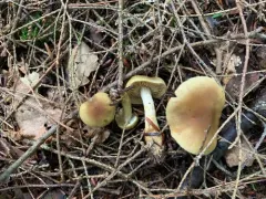 Cortinarius venetus thumbnail 3