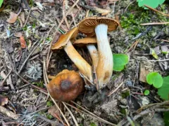 Cortinarius aureovelatus thumbnail 2