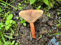 Lactarius badiosanguineus thumbnail 1