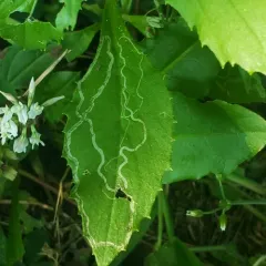 Phyllocnistis insignis thumbnail 3