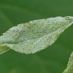 Rose Powdery Mildew thumbnail 4