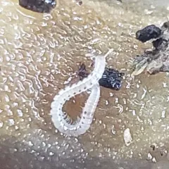 Spotted Snake Millipede thumbnail 4