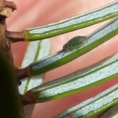Spruce Aphid thumbnail 2