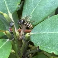 Forest Yellowjacket thumbnail 3