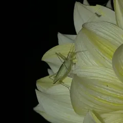 Riley's Tree Cricket thumbnail 4