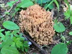 Ramaria largentii thumbnail 2