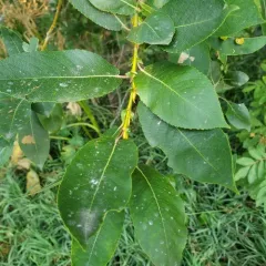 False Mountain Willow thumbnail 2