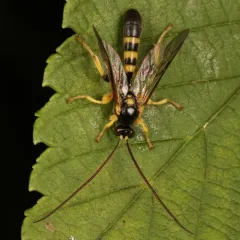 Colpotrochia trifasciata thumbnail 4