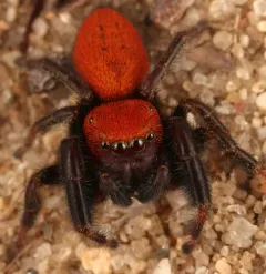Cardinal Jumping Spider thumbnail 2