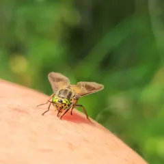 Shining Deer Fly thumbnail 3