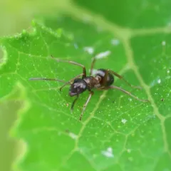 New World Red Bearded Ant thumbnail 3