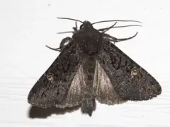 Melanapamea mixta thumbnail 2