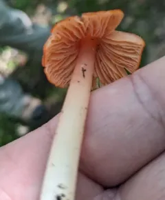 Pink Waxcap thumbnail 3