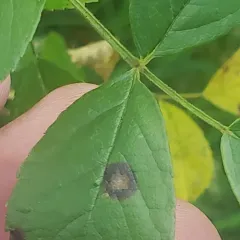 Rose Black Spot thumbnail 3