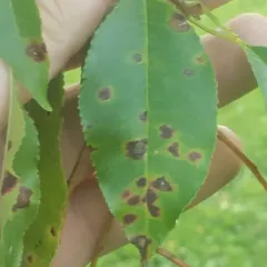 Blumeriella jaapii thumbnail 4