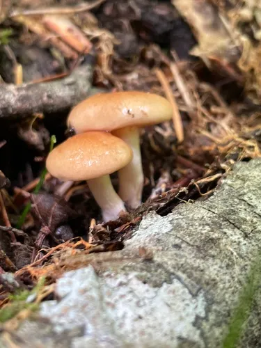 Pholiota alniphila