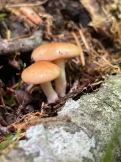 Pholiota alniphila thumbnail 1