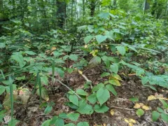 Woodland Muhly thumbnail 3