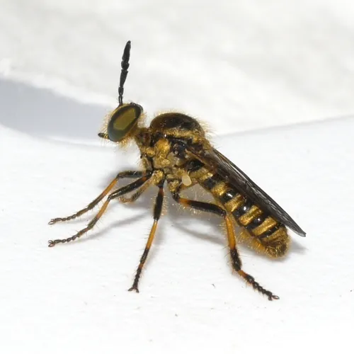 Ceraturgus aurulentus