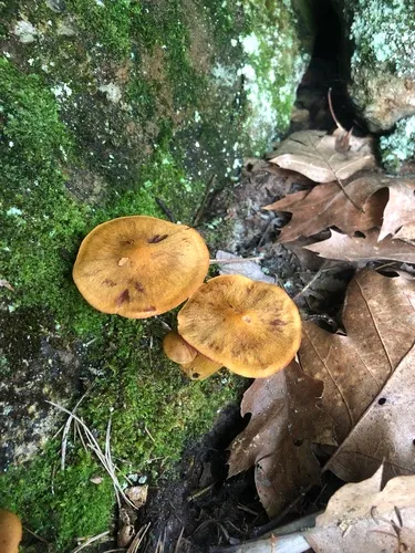 Cortinarius phoeniceus