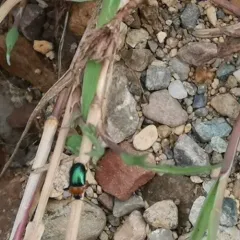 Knotweed Leaf Beetle thumbnail 1