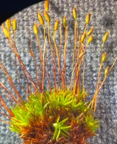 Bird's-Claw Beard-Moss thumbnail 3