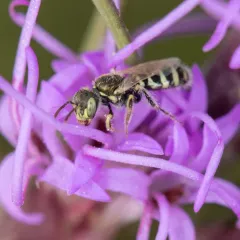 Swenk's Fairy Bee thumbnail 4